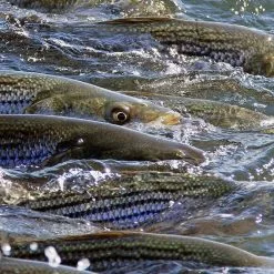 Cortland Striped Bass Blitz Fly Line -Simms || Orvis || Patagonia Sales 2023 StriperWeb 1100x ba2ee421 5c36 49f5 8d34 ab24dd448b18