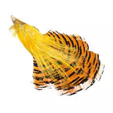 Wapsi GOLDEN PHEASANT 1 Wapsi GOLDEN PHEASANT